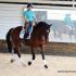 Massar Dressage Clinic
